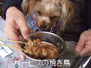 2008_1125 はる0010.jpg