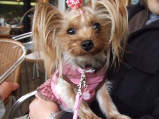 2008_1125 はる0015.jpg