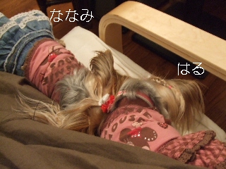 2008_1125 はる0026.jpg
