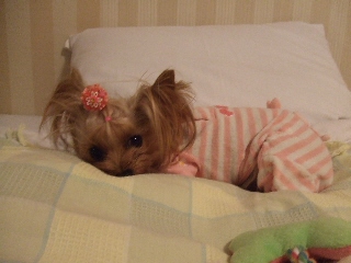 2008_1125 はる0037.jpg