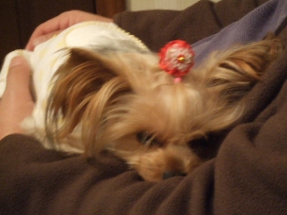 2008_1125 はる0041.jpg