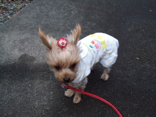 2008_1125 はる0044.jpg
