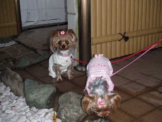 2008_1125 はる0047.jpg