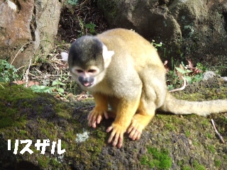 2008_1125 はる0108.jpg