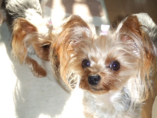 2008_1130 はる0016.jpg