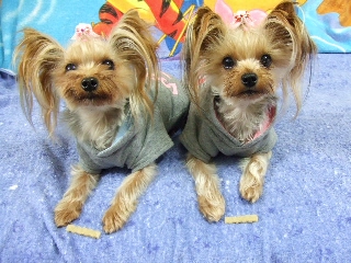 2008_1203 はる0046.jpg