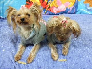 2008_1203 はる0047.jpg