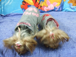 2008_1203 はる0049.jpg