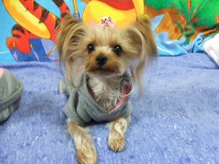 2008_1203 はる0050.jpg