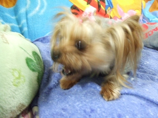 2008_1203 はる0051.jpg