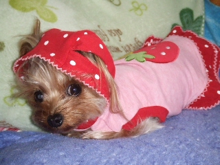 2008_1209 はる0009.jpg