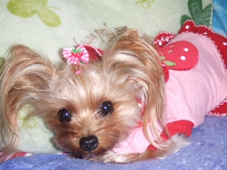 2008_1209 はる0010.jpg