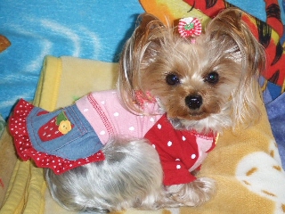 2008_1209 はる0019.jpg