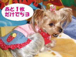 2008_1209 はる0020.jpg