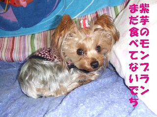 2008_1211 はる0018.jpg