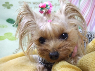 2008_1211 はる0023.jpg