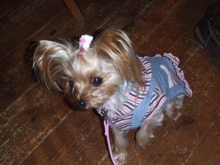 2008_1212 はる0010.jpg