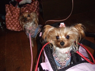 2008_1212 はる0011-1.jpg