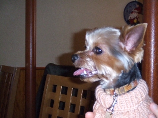 2008_1212 はる0012.jpg