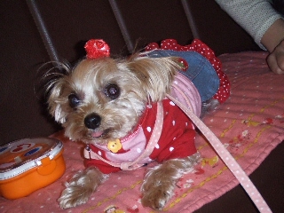 2008_1212 はる0020.jpg