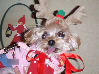 2008_1212 はる0024.jpg