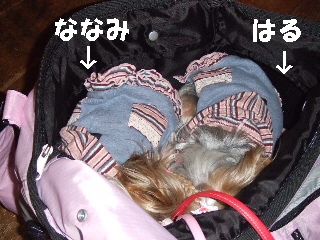 2008_1212 はる0036.jpg