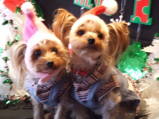 2008_1212 はる0052.jpg