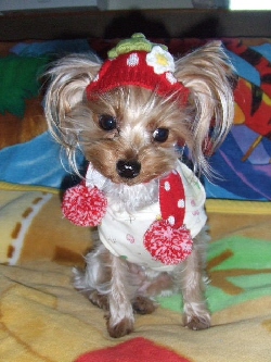 2008_1214 はる0012.jpg