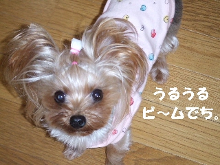 2008_1215 はる0014.jpg