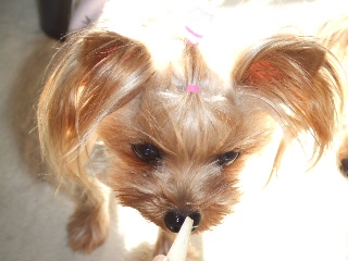 2008_1215 はる0020.jpg