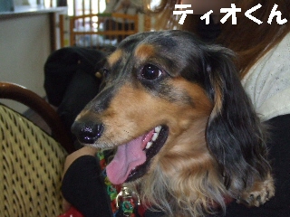 2008_1216 はる0007.jpg