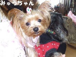 2008_1216 はる0032.jpg