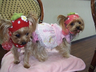 2008_1216 はる0044.jpg