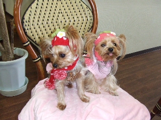 2008_1216 はる0046.jpg