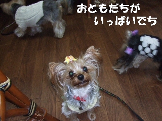 2008_1216 はる0051.jpg