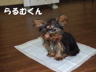 2008_1216 はる0059.jpg