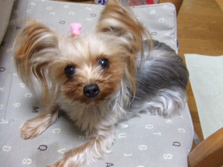 2008_1218 はる0014.jpg