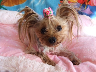 2008_1218 はる0020.jpg