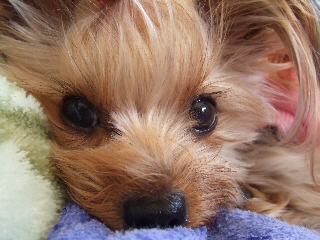 2008_1219 はる0023.jpg