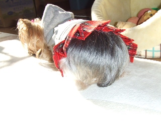 2008_1219 はる0026.jpg