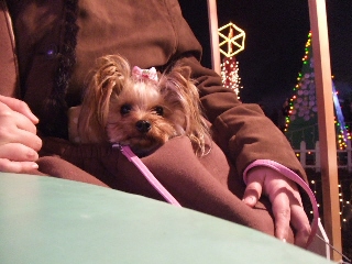 2008_1220 はる0040.jpg