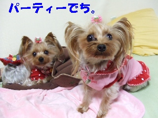 2008_1222 はる0001.jpg