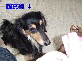 2008_1222 はる0016.jpg