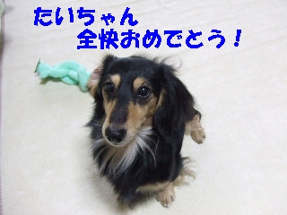 2008_1222 はる0025.jpg