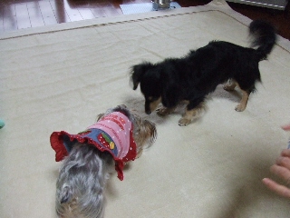 2008_1222 はる0029.jpg