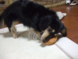 2008_1222 はる0032.jpg