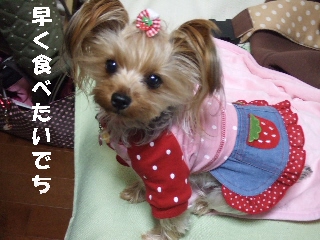2008_1222 はる0038.jpg