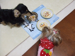 2008_1222 はる0040.jpg