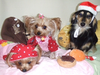 2008_1222 はる0062.jpg