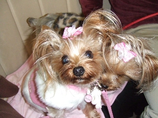 2008_1225 はる0041.jpg